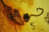 Two Detailed Fossil Flowers in Baltic Amber #150735-1